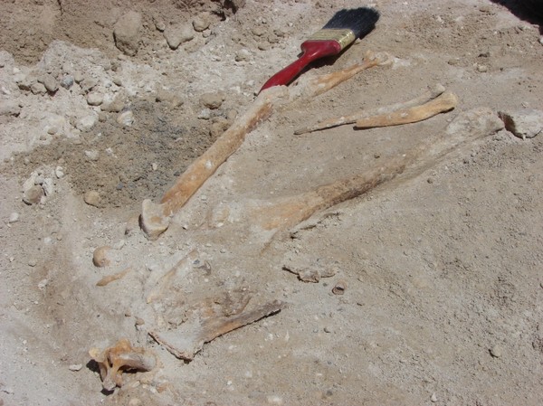 ETA project archaeological team unearth one of the many bones thought to be that of a Moa found on Tuesday afternoon.